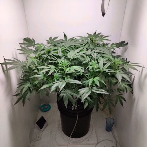Cookies Haze growlog photo: 20hs 