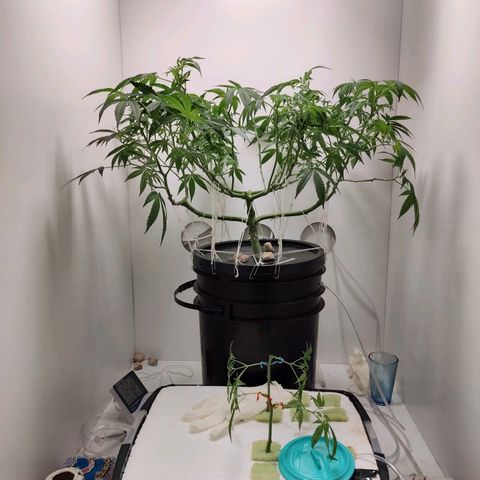 Cookies Haze growlog photo: 20hs 