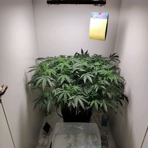 Cookies Haze growlog photo: 20hs 