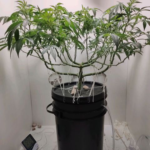 Cookies Haze growlog photo: 20hs 