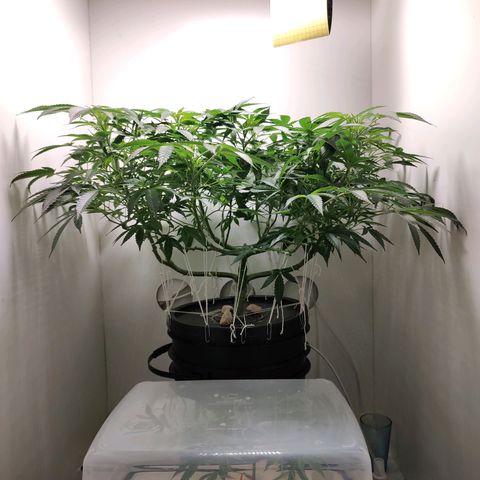 Cookies Haze growlog photo: 20hs 
