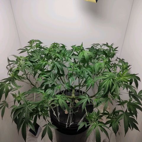 Cookies Haze growlog photo: 20hs 