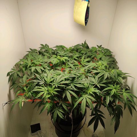 Cookies Haze growlog photo: 21hs 