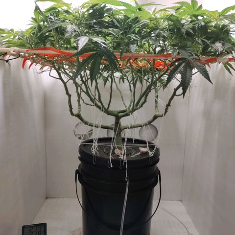 Cookies Haze growlog photo: 21hs 