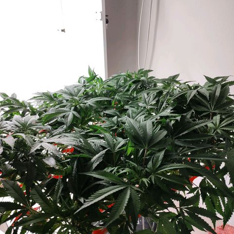 Cookies Haze growlog photo: 20hs 