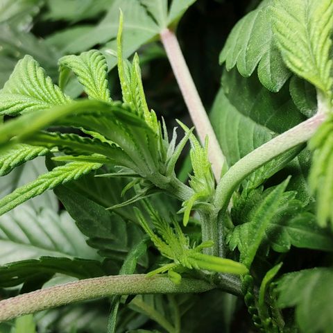 Cookies Haze growlog photo: 20hs 