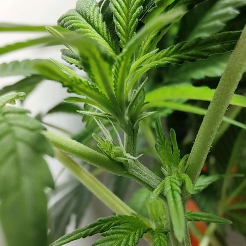 Cookies Haze growlog photo: 20hs 