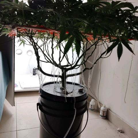 Cookies Haze growlog photo: 20hs 