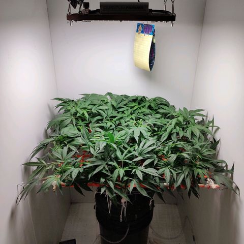 Cookies Haze growlog photo: 20hs 