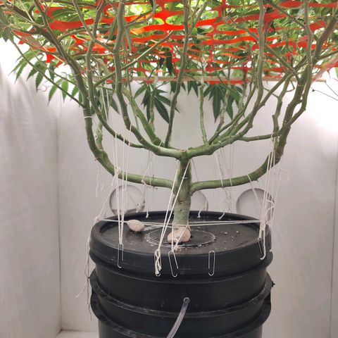 Cookies Haze growlog photo: 20hs 