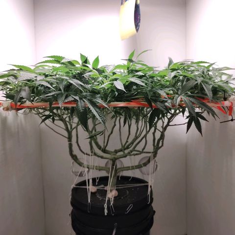 Cookies Haze growlog photo: 21hs 