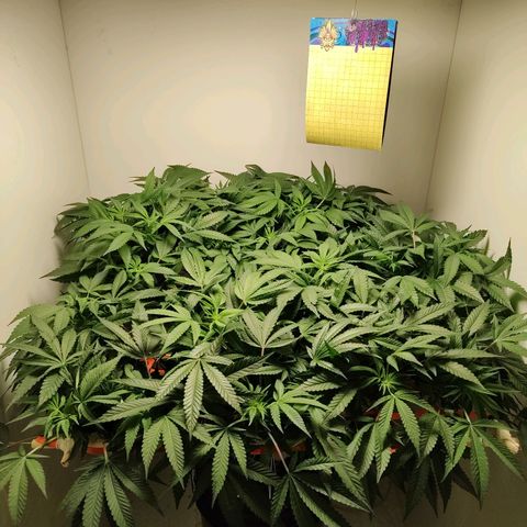 Cookies Haze growlog photo: 20hs
K9 líquido 7ml