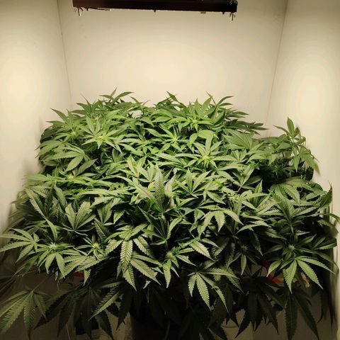 Cookies Haze growlog photo: 20hs