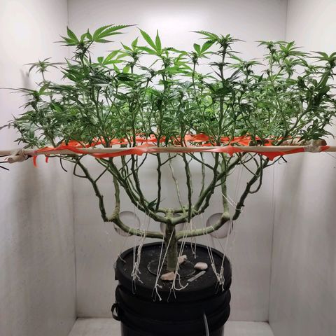 Cookies Haze growlog photo: 20hs