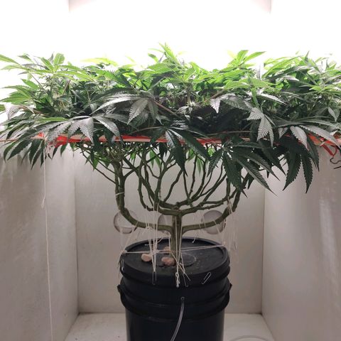 Cookies Haze growlog photo: 20hs