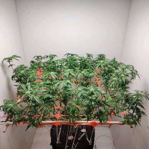 Cookies Haze growlog photo: 20hs