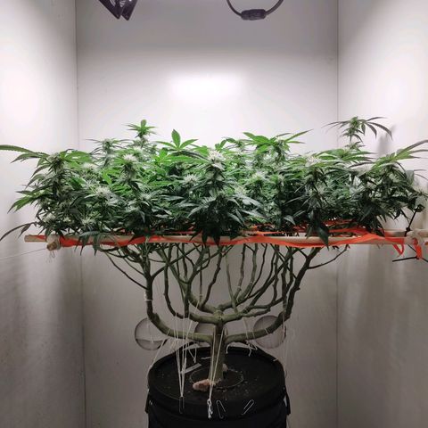 Cookies Haze growlog photo: 20hs 