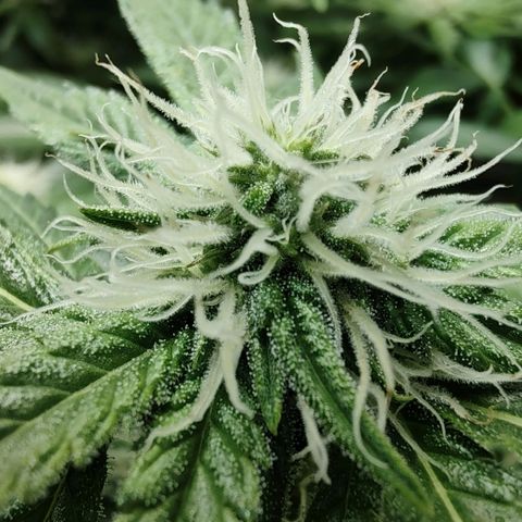 Cookies Haze growlog photo: 20hs 