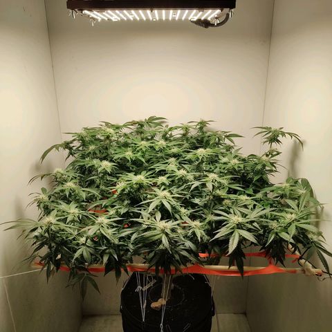 Cookies Haze growlog photo: 20hs 
