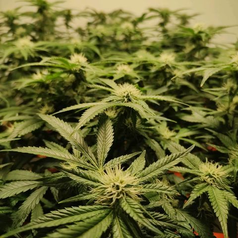 Cookies Haze growlog photo: 20hs 