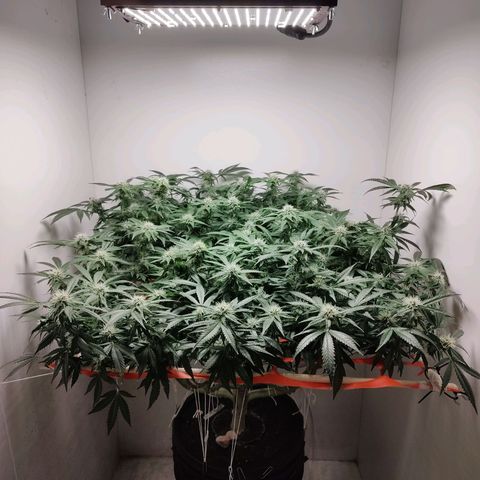 Cookies Haze growlog photo: 21hs 