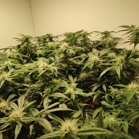 Cookies Haze growlog photo: 21hs 