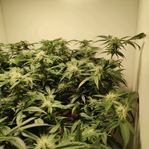 Cookies Haze growlog photo: 21hs 
