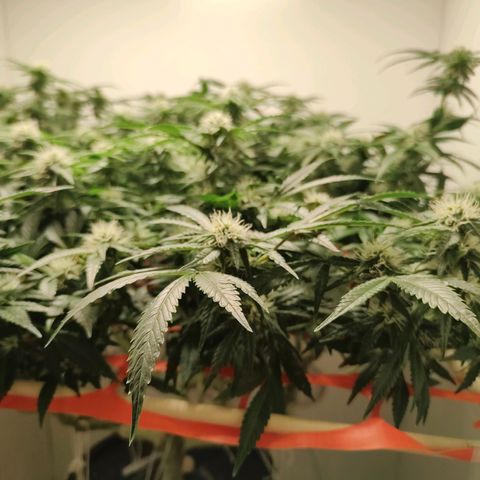 Cookies Haze growlog photo: 21hs 