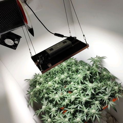 Cookies Haze growlog photo: 21hs 
