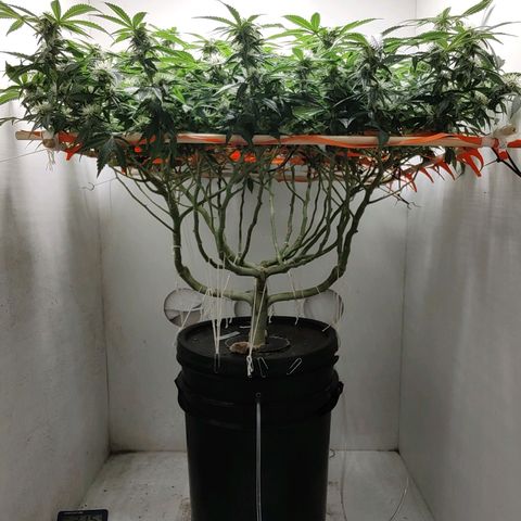 Cookies Haze growlog photo: 21hs 
