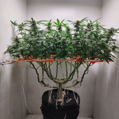 Cookies Haze growlog photo: 21hs 