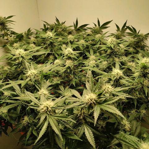Cookies Haze growlog photo: 21hs 