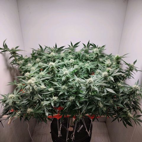 Cookies Haze growlog photo: 21hs 