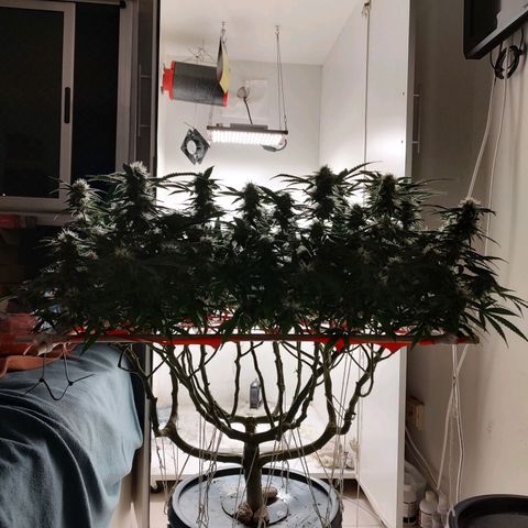 Cookies Haze growlog photo: 21hs 