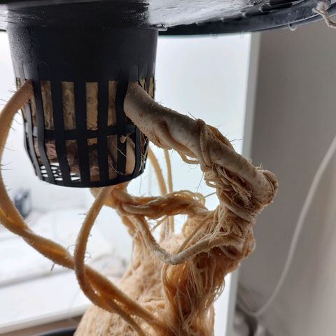 Cookies Haze growlog photo: 21hs 
