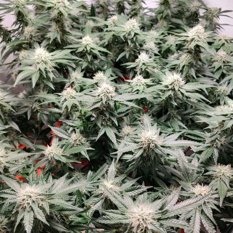 Cookies Haze growlog photo: 21hs 
