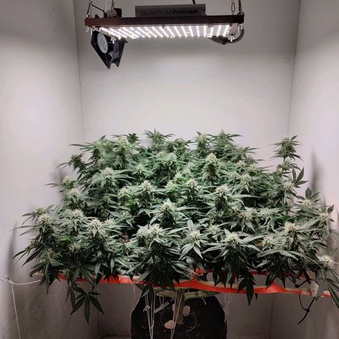 Cookies Haze growlog photo: 21hs 