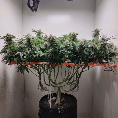 Cookies Haze growlog photo: 21hs 