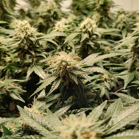 Cookies Haze growlog photo: 21hs 