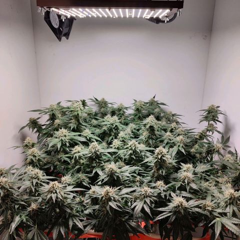 Cookies Haze growlog photo: 21hs 
