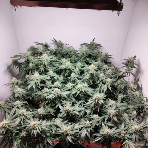 Cookies Haze growlog photo: 21hs 