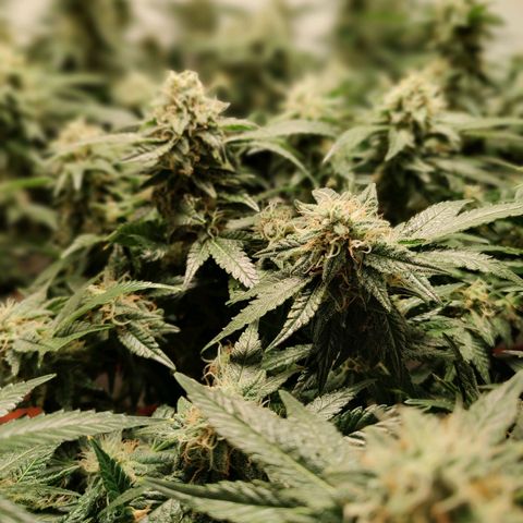 Cookies Haze growlog photo: 21hs 