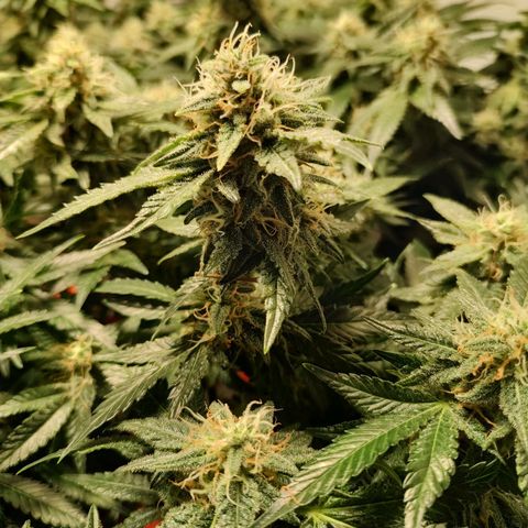 Cookies Haze growlog photo: 21hs 