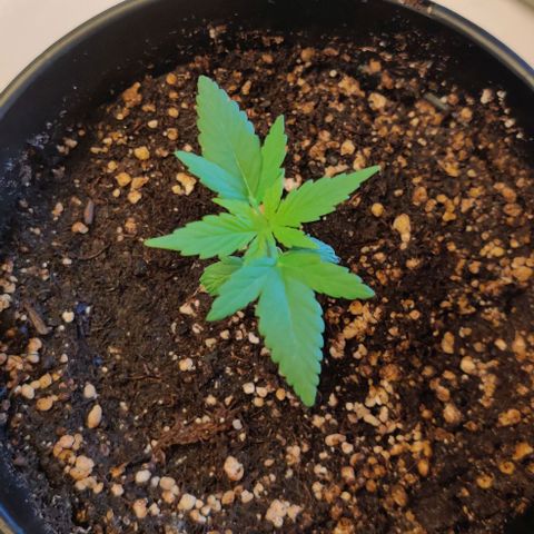 Blue Dream Auto growlog photo: Photo Journal
