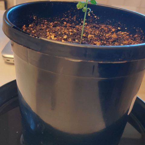 Blue Dream Auto growlog photo: Photo Journal
