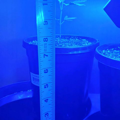Blue Dream Auto growlog photo: Taking ground-up measurements. Approx 10.5" (26.67cm)