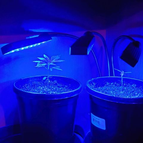 Blue Dream Auto growlog photo: Taking photos.