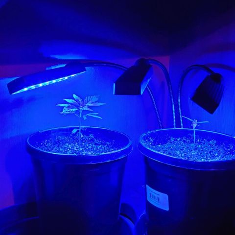 Girl Scout Cookies Auto growlog photo: Taking photos.