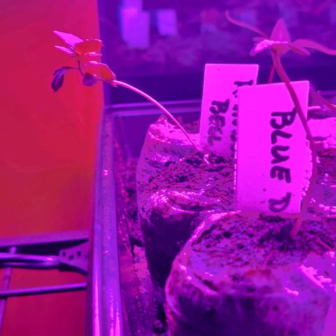 Girl Scout Cookies Auto growlog photo: Girl Scout Cookies on the right, Blue Dream leaning to the left.