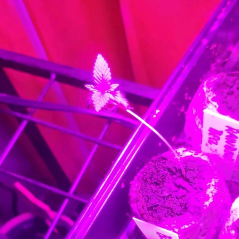 Blue Dream Auto growlog photo: Today we added a set of Bell+Howell 3-head Blue/Red LED with flexible/adjustable bendie head supports. Noticing that red+blue=purple and makes an interesting photo-glow.